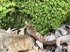 Pseudanomodon attenuatus