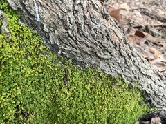 Pseudanomodon attenuatus