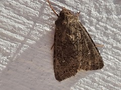 Mamestra brassicae