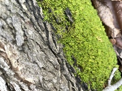 Pseudanomodon attenuatus