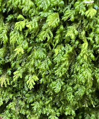 Pseudanomodon attenuatus