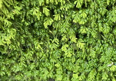 Pseudanomodon attenuatus