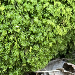 Pseudanomodon attenuatus