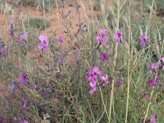 Jamesbrittenia pinnatifida