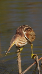 Ixobrychus sinensis