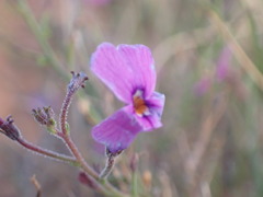 Jamesbrittenia pinnatifida