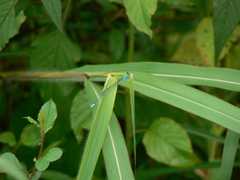 Pseudagrion decorum