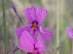 Jamesbrittenia pinnatifida