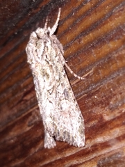 Ichneutica mutans