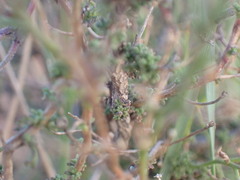 Jamesbrittenia pinnatifida