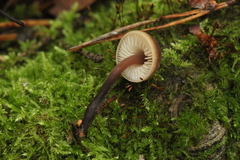 Macrocystidia cucumis
