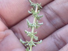 Jamesbrittenia pinnatifida