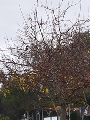 Halcyon smyrnensis