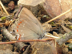 Satyrium esculi
