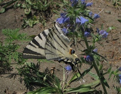 Iphiclides podalirius