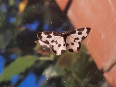 Lomaspilis