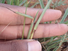 Digitaria eriantha