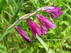 Gladiolus tenuis