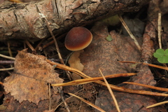 Macrocystidia cucumis