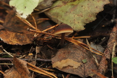 Macrocystidia cucumis