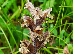 Orobanche owerinii