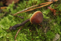 Macrocystidia cucumis