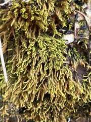 Funaria hygrometrica