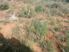 Aristida junciformis