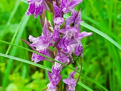 Dactylorhiza euxina