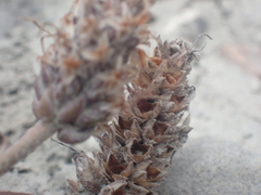 Plantago spathulata