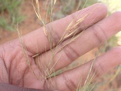 Aristida junciformis