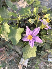 Solanum trilobatum