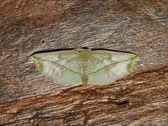 Omiza lycoraria