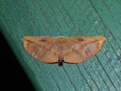 Omiza lycoraria