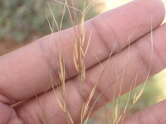 Aristida junciformis