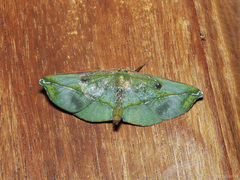 Omiza lycoraria