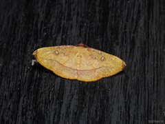 Heterolocha pyreniata