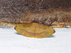 Heterolocha pyreniata