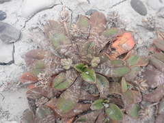 Plantago spathulata