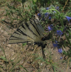 Iphiclides podalirius