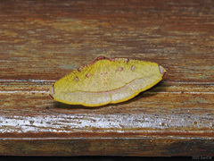 Heterolocha pyreniata