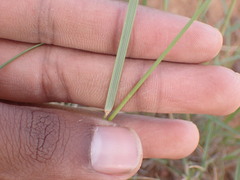 Aristida junciformis