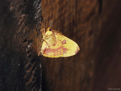 Heterolocha pyreniata