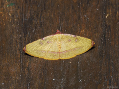 Heterolocha pyreniata