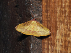 Heterolocha pyreniata
