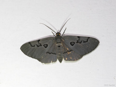 Hypochrosis sternaria