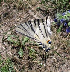 Iphiclides podalirius