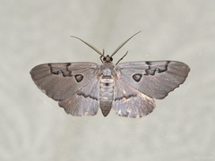 Hypochrosis sternaria
