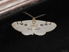 Hypochrosis sternaria