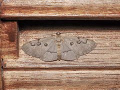 Hypochrosis sternaria
